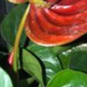 Meet your Posher, Jen